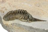 Extremely Rare Lanceaspis Trilobite - Mjane, Morocco #299840-2